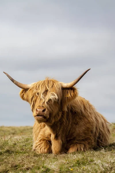 Dağlık inek denizin kenarında derin derin düşünüyor.