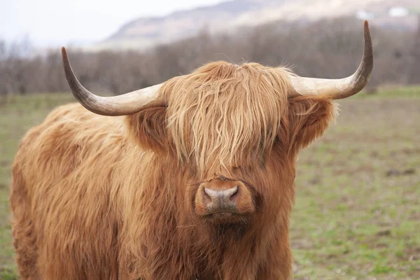 Dağlık inek denizin kenarında derin derin düşünüyor.