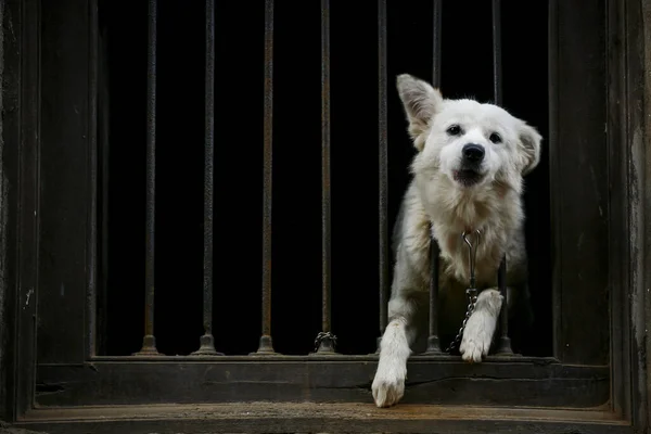 Beyaz bekçi köpeği parmaklıkları delip geçiyor.