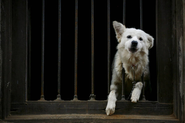 белая сторожевая собака просунула голову через решетку
