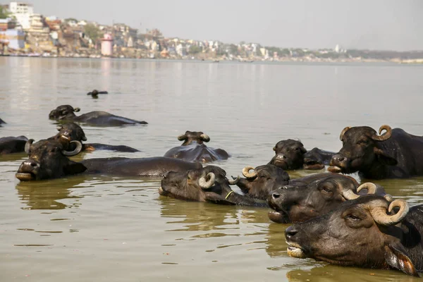 Bizonlar Ganj 'da suda yüzüyor.