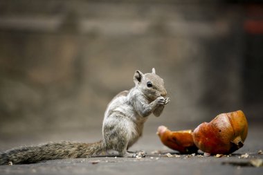 Şirin sincap nar çekirdeği yiyor.