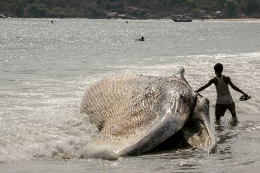 Ölü balina, Palolem Goa 'da karaya çıktı.