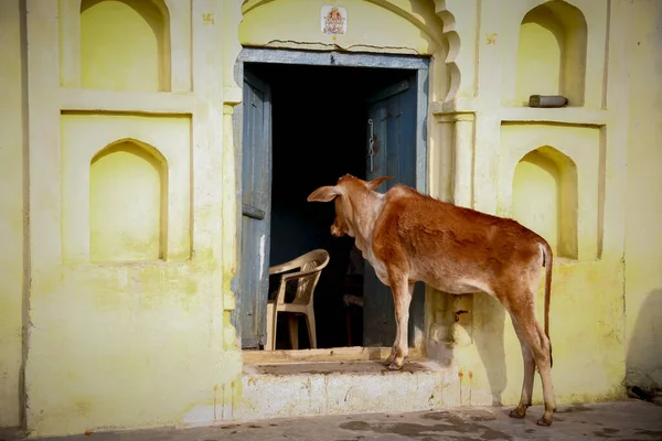 curious cow looking into Indian home