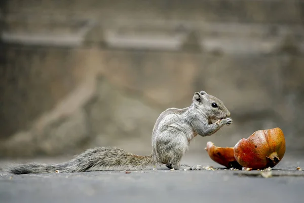 Cute Squirrel Eating Pomegranate Seeds — Stock Photo, Image