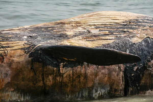 Ölü balina, Palolem Goa 'da karaya çıktı.