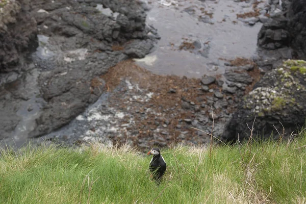 Macareux Sur Personnel Île Écossaise — Photo