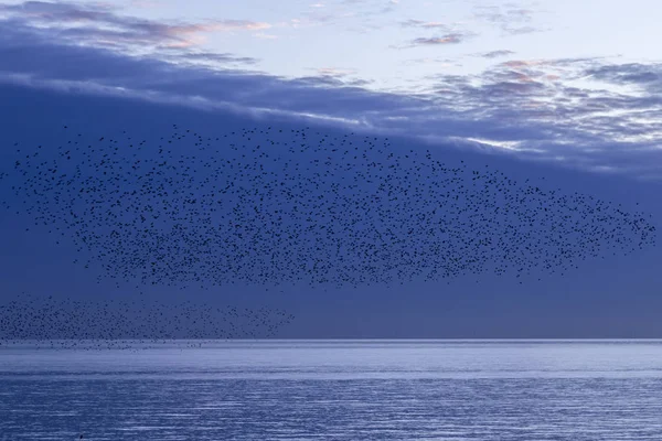 Flock Starar Med Blå Himmel — Stockfoto