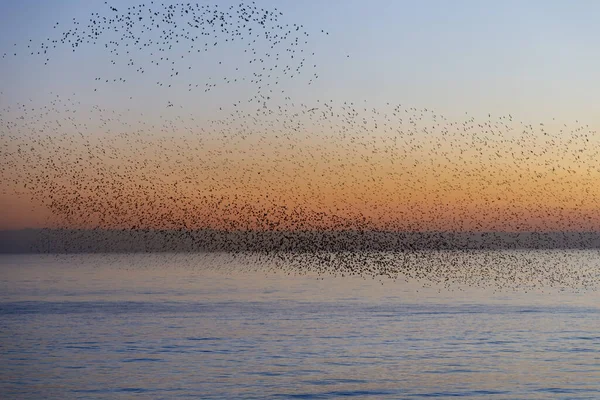 Starlings Morden Brighton — Stockfoto