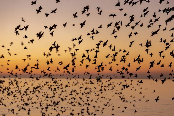 Starlings Morden Brighton — Stockfoto