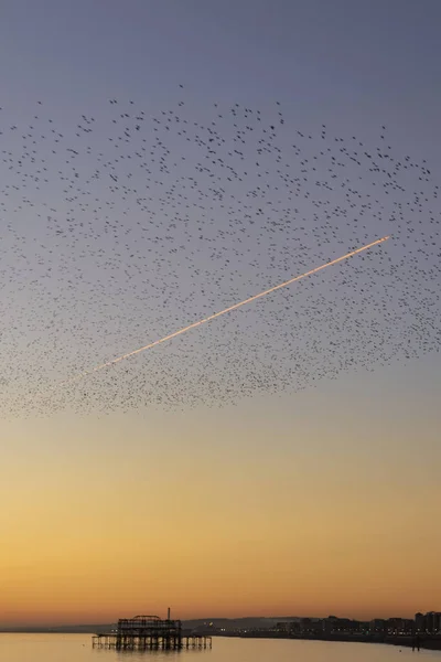 Starlings Brighton Skymningen — Stockfoto