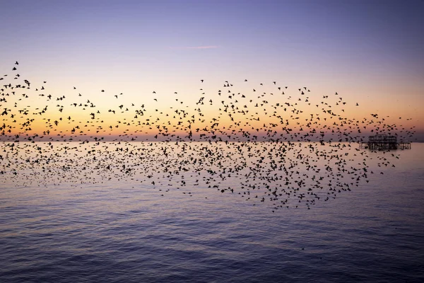 Starlings Morden Brighton — Stockfoto