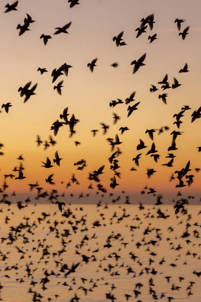 Brighton 'daki sığırcıklar mırıldanırken