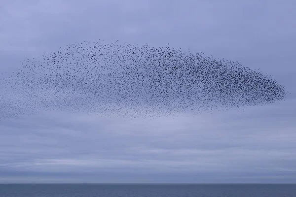 Large Flock Starlings Brighton — Stock Photo, Image