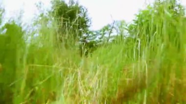 Kompozisyon çalışan çim.