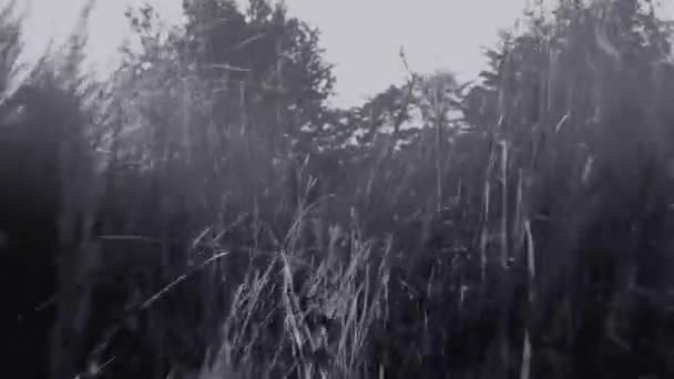 Dark misty grass running composition. — Stock Video