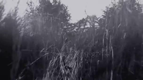 Herbe brumeuse sombre composition courante .