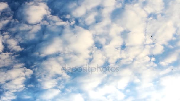 Céu azul fofo com andorinhas voadoras . — Vídeo de Stock