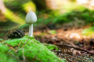 Orman zemininde büyüyen beyaz mantar..