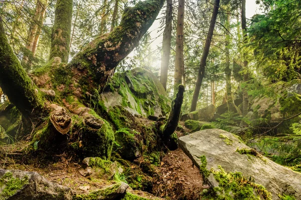 Geniş balık gözü mercekli orman manzaralı güneşli bir gün.