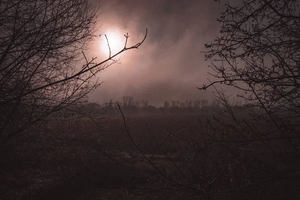 Mist landscape, trees are wet, damp fog of forest. Orange mystical sunset 