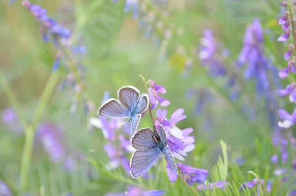 Butterfly on purple flower bloom, macro, backgroun. — Stock Photo, Image