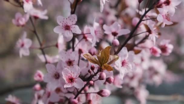 有粉红色花朵的春光背景 美丽的自然景观与盛开的树木 — 图库视频影像