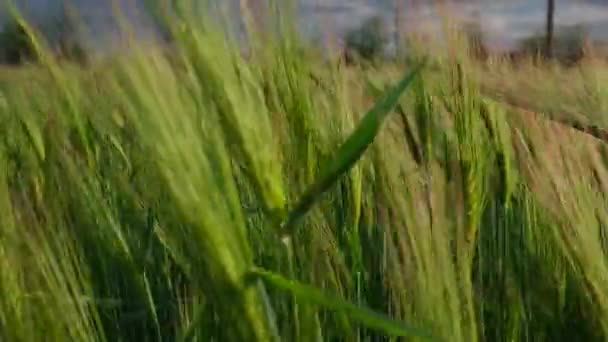 蓝天的大麦田 绿色大麦谷物 大麦面包 大麦啤酒或动物饲料4K的生长 — 图库视频影像