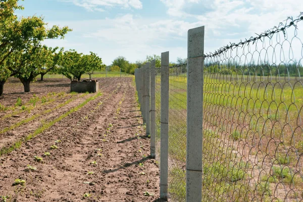 Valla de enlace de cadena del territorio. Jardín verde con árboles. Valla alrededor de granja — Foto de Stock