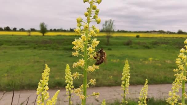 Çiçekteki Arı Bal Arısı Sarı Tecavüz Çiçeğinin Polenini Topluyor Yabani — Stok video
