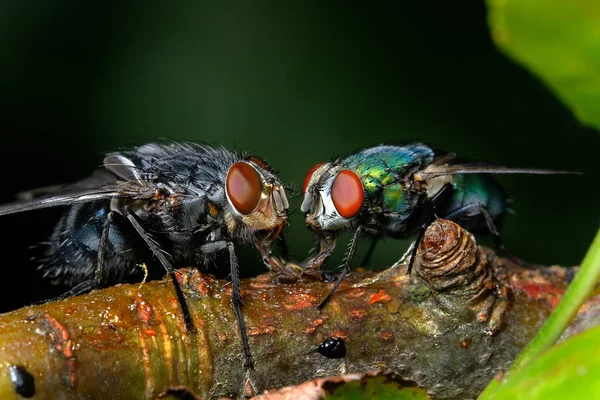 Mouche Domestique Greenbottle Nourrissant Solution Sucre Sur Une Branche Arbre — Photo