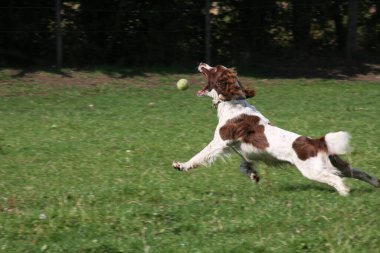 Köpek koşuyor ve topu yakalıyor..