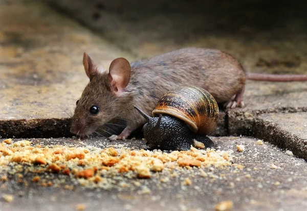 Alimentación Del Ratón Con Caracol Jardín Casa Urbana —  Fotos de Stock