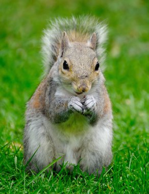 Yerfıstığıyla beslenen gri sincap urbaqn evinin bahçesinde.