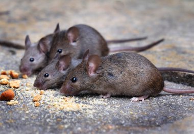 Mice feeding in urban house garden on remains of bird food. clipart