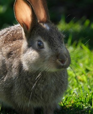 Vahşi tavşan şehir evindeki çimlerle besleniyor..