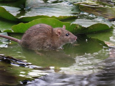 Nilüferler göl kenarında yiyecek arayan vahşi fareler..