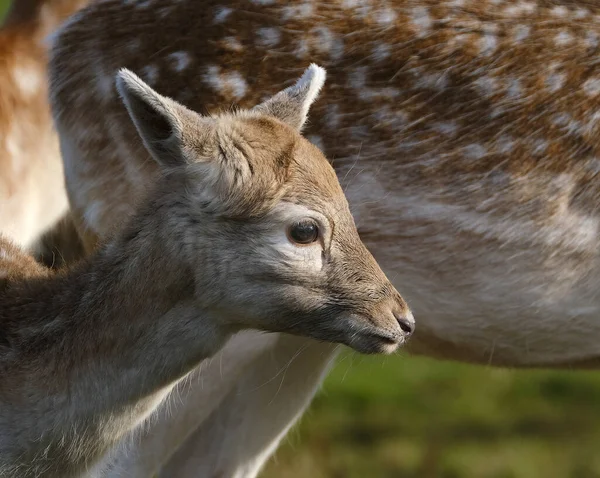 The fallow deer is a ruminant mammal belonging to the family Cervidae. This common species is native to Europe.