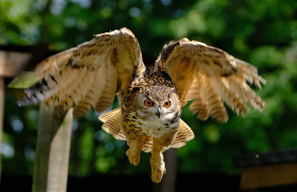 Eagle Owl Euroasijská Orlí Sova Druh Orlí Sovy Který Sídlí — Stock fotografie
