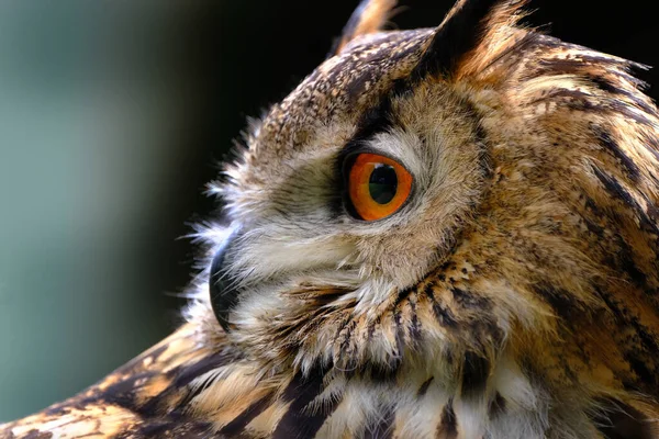 Eagle Owl Euroasijská Orlí Sova Druh Orlí Sovy Který Sídlí — Stock fotografie