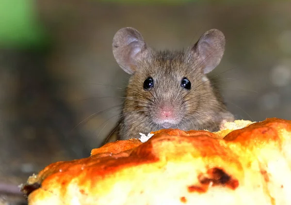 Ratón Jardín Casa Urbana Con Pedazo Pastel Desechado —  Fotos de Stock