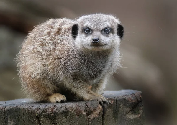 英国の小さな地方動物園のMeerkat — ストック写真