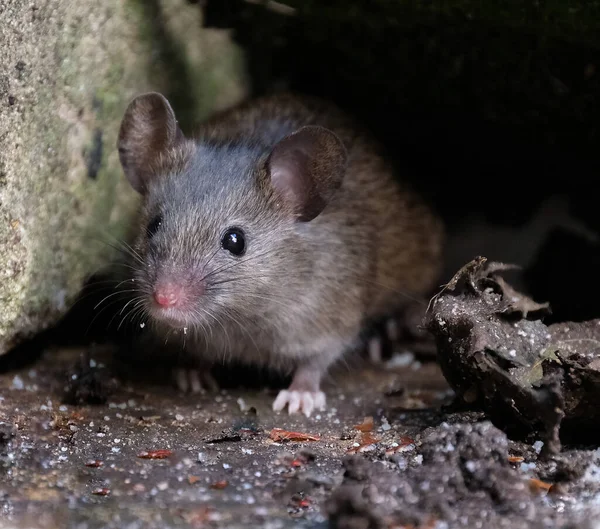 城市花园里的野生家鼠寻找食物 — 图库照片