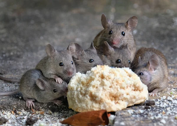 Ratos Casa Selvagem Alimentando Scone Descartado Jardim Casa Urbana — Fotografia de Stock