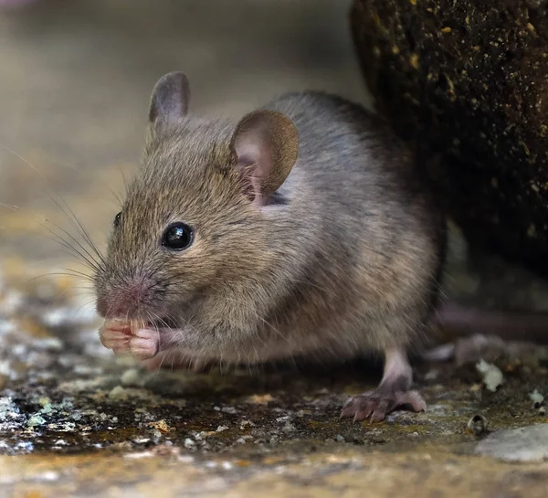 都市部の家の庭で野生の家のマウスは食べ物を検索 — ストック写真