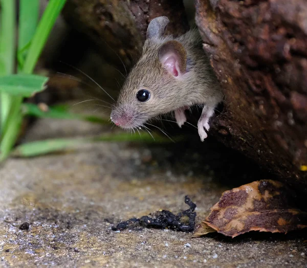 Mouse Selvagem Casa Urbana Jardim Procura Comida — Fotografia de Stock