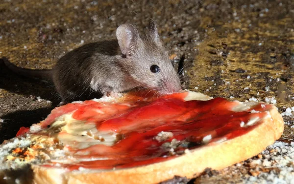 Casa Selvagem Rato Alimentando Pedaço Torrada Descartada Com Manteiga Geléia — Fotografia de Stock