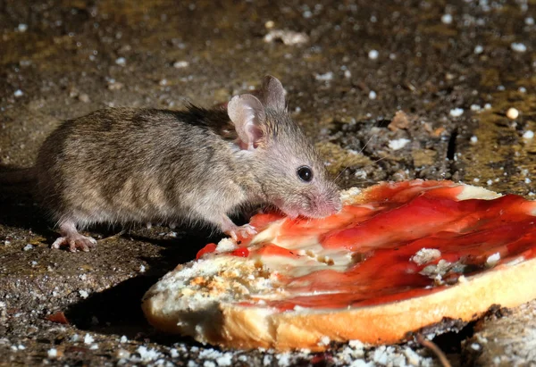 Wild House Mouse Feeding Piece Discarded Toast Butter Jam — Stock Photo, Image