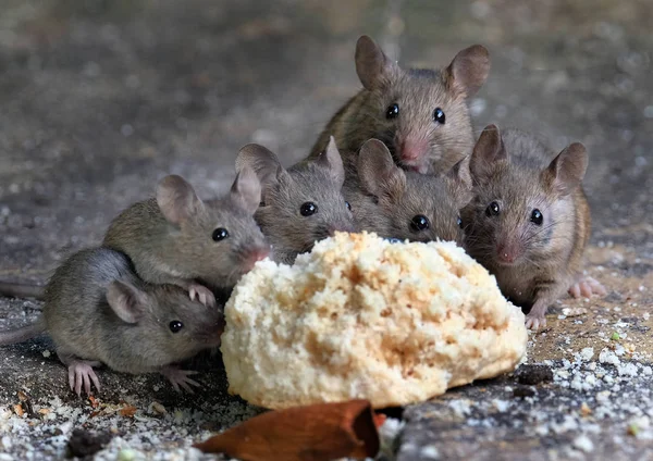 Ratones Casa Silvestre Alimentándose Bollos Desechados Jardín Casa Urbana —  Fotos de Stock