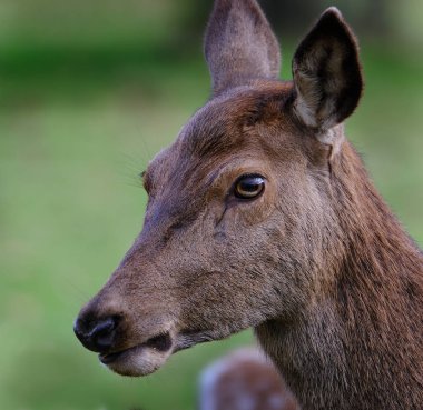 Kır evindeki parkta dişi kızıl geyik portresi.